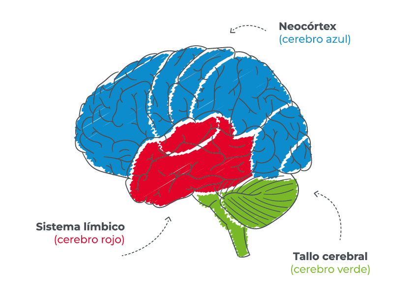 structogram-3cerebros